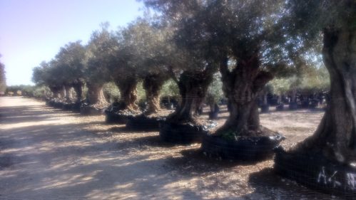 Olivenöl extravergine